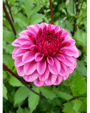 Dahlia Laughing Lizzy